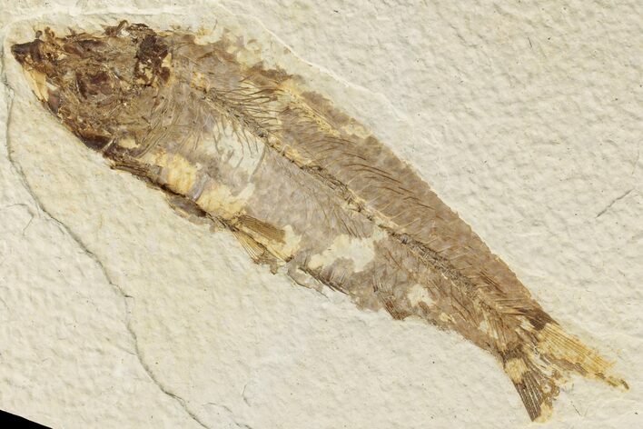 Bargain, 4.2" Fossil Fish (Knightia) - Wyoming